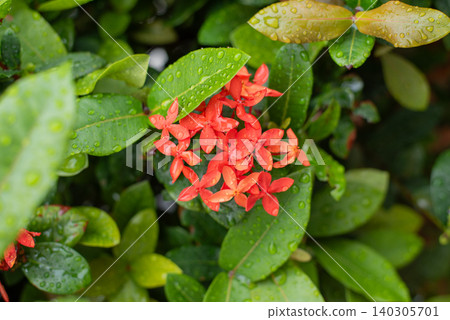 Red Ixora flowers with raindrops still clinging to them Red Ixora flowers with raindrops still clinging to them 140305701