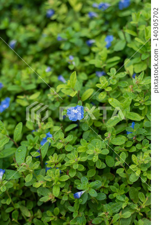 雨滴仍掛在藍色的美國藍花上。 雨滴仍掛在藍色的美國藍花上。 140305702