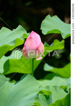 Pink lotus flowers on a black background Pink lotus flowers on a black background 140306046