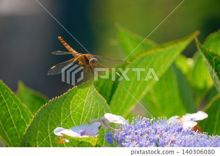 A red dragonfly perched on a hydrangea leaf A red dragonfly perched on a hydrangea leaf 140306080