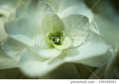 Macro photography of white hydrangea flowers Macro photography of white hydrangea flowers 140306081