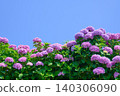 湛藍的天空，盛開的紫色繡球花。 140306090