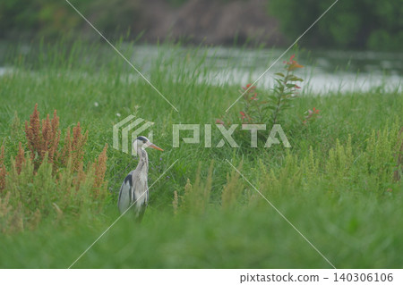 Gray heron standing in the grass Gray heron standing in the grass 140306106