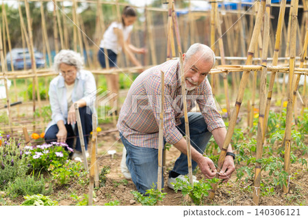 Elderly man takes care of the planting of vegetables, he ties the plants Elderly man takes care of the planting of vegetables, he ties the plants 140306121