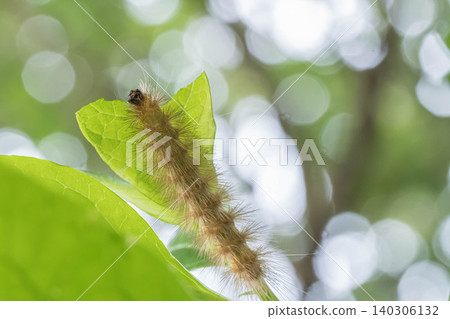 The larva of the banded pygmy moth 140306132