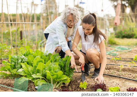 Grandmother works in the garden with granddaughter, they weed the beds Grandmother works in the garden with granddaughter, they weed the beds 140306147