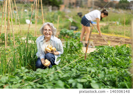 Senior woman is working in garden between beds, picking potato 140306148