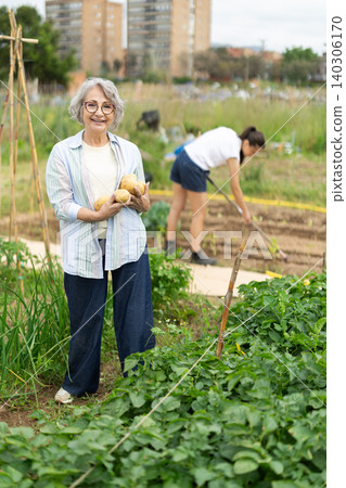Elderly woman holds farm potatoes in her hands Elderly woman holds farm potatoes in her hands 140306170
