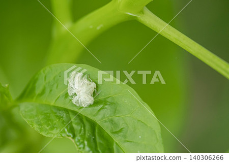 Large white-spotted grasshopper larva Large white-spotted grasshopper larva 140306266