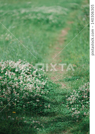 A cluster of white clover and a path A cluster of white clover and a path 140306305