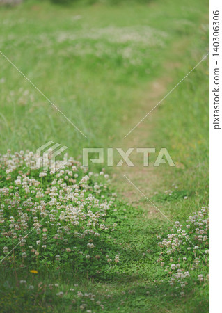 A cluster of white clover and a path A cluster of white clover and a path 140306306