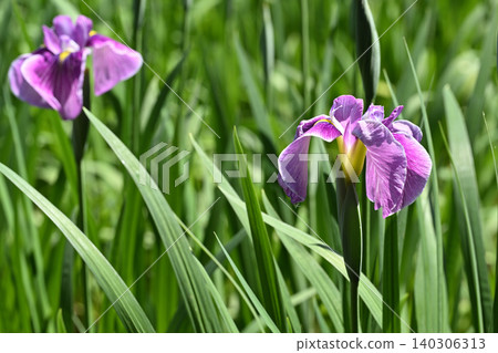 Monkey Dance and Iris 140306313