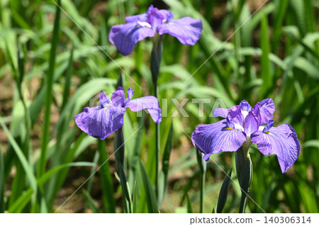 Five-colored beads and irises 140306314