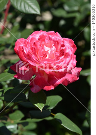 Torch/Rose Torch/Rose 140306316