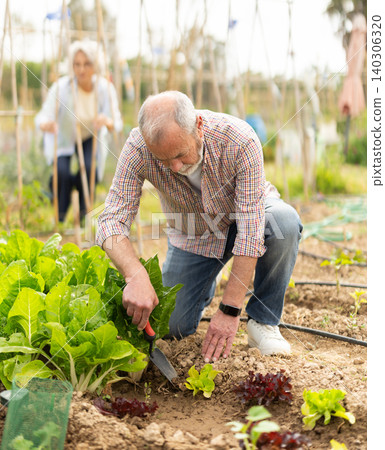 Senior man takes care of the sprouts Senior man takes care of the sprouts 140306320