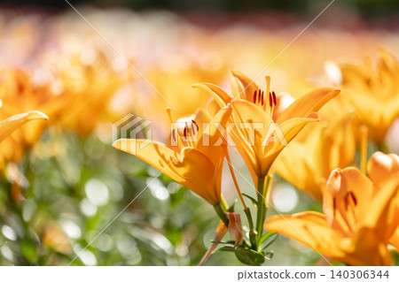 埼玉縣深谷綠園的百合花 埼玉縣深谷綠園的百合花 140306344