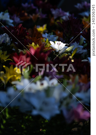 Lilies at Fukaya Green Park, Saitama Prefecture 140306345