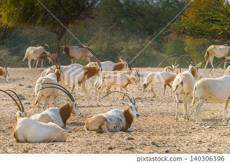 Sir Bani Yas Island, United Arab Emirates - Jan 18 2024, close-up view of a herd of saber-horned antelopes, or Saharan oryx, resting in field at daytime, in a safari parkSir Bani Yas Island, UAE 140306396