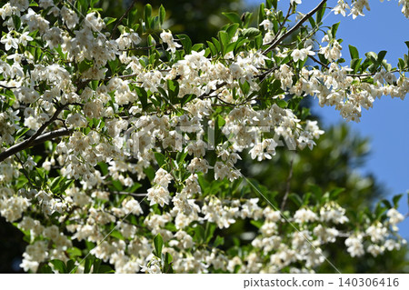 Styrax flower Styrax flower 140306416