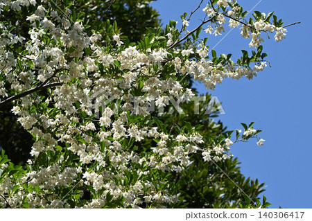 Styrax flower Styrax flower 140306417