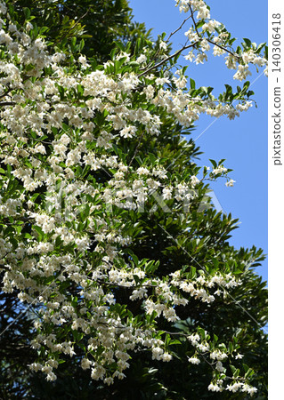 Styrax flower Styrax flower 140306418