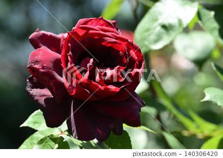 Oklahoma rose Oklahoma rose 140306420