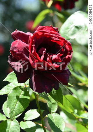 Oklahoma rose Oklahoma rose 140306421