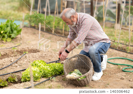 Elderly man harvesting green lettuce in basket Elderly man harvesting green lettuce in basket 140306462