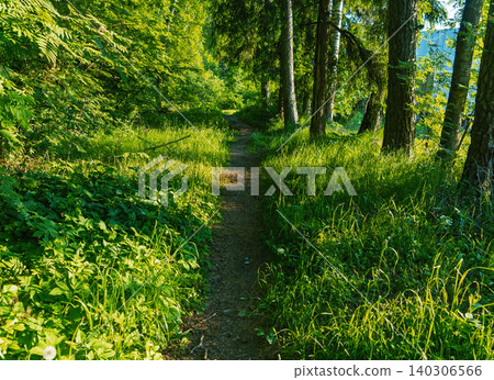 Sunlit forest path winding through dense green undergrowth and tall trees Sunlit forest path winding through dense green undergrowth and tall trees 140306566