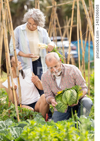 Senior peasant family collects cabbage harvest 140306608