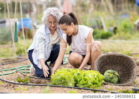 Grandmother teaches her teenage granddaughter how to tend to green salad in vegetable garden 140306631