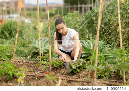 woman taking care of plants on farm with a garden shovel woman taking care of plants on farm with a garden shovel 140306634