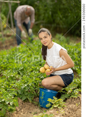 Young woman harvesting farm potatoes in the village Young woman harvesting farm potatoes in the village 140306660