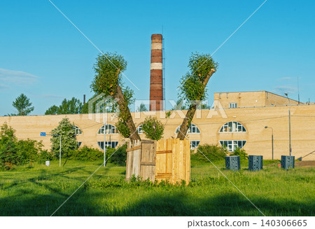 Pruned willows with protective wooden fence in industrial green courtyard Pruned willows with protective wooden fence in industrial green courtyard 140306665