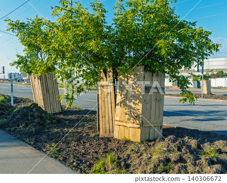 Young street trees with wooden protective guards along urban roadside Young street trees with wooden protective guards along urban roadside 140306672