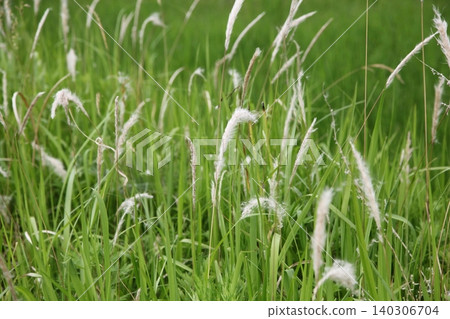 Cogongrass that has produced its seed heads Cogongrass that has produced its seed heads 140306704