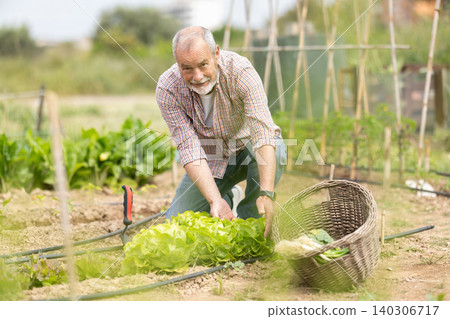 Elderly man tends to plants in bed in her garden Elderly man tends to plants in bed in her garden 140306717