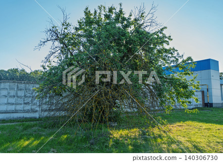 Mature thorny shrub with dense foliage near industrial wall in sunlit yard 140306730