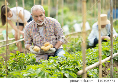 Senior man is working in garden between beds, picking potato Senior man is working in garden between beds, picking potato 140306773
