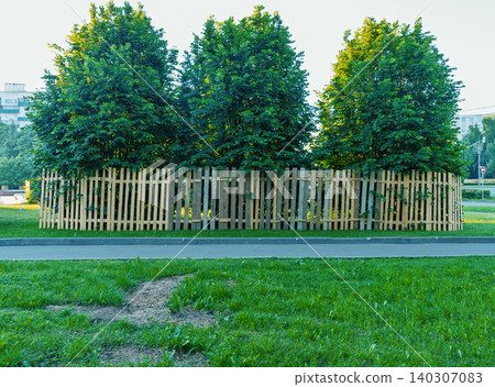 Row of trimmed lime trees behind temporary wooden picket fence in urban park Row of trimmed lime trees behind temporary wooden picket fence in urban park 140307083