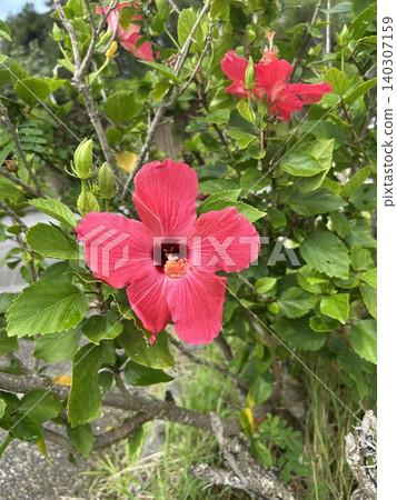 在南部國家盛開的芙蓉 在南部國家盛開的芙蓉 140307159