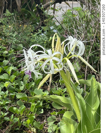 White flower blooming in southern country White flower blooming in southern country 140307160