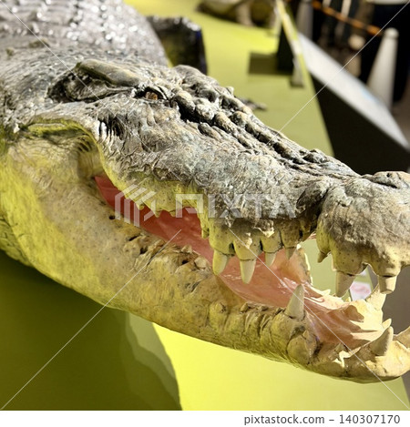 Crocodile with open mouth Crocodile with open mouth 140307170