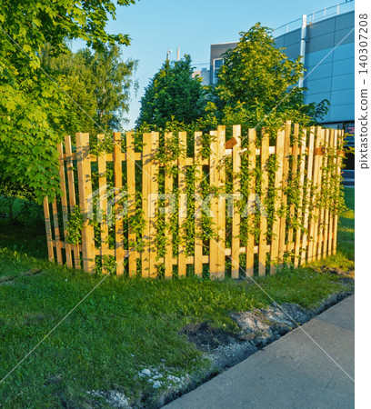 Wooden picket enclosure with climbing vines in sunny urban park Wooden picket enclosure with climbing vines in sunny urban park 140307208