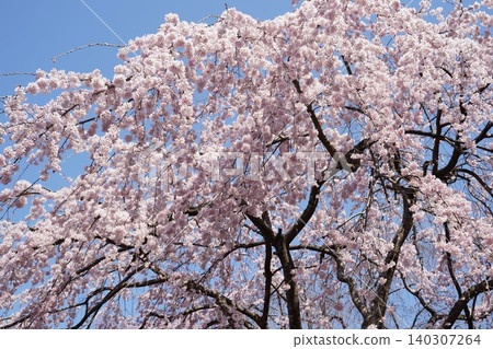 A magnificent weeping cherry tree in full bloom against a clear blue sky. A magnificent weeping cherry tree in full bloom against a clear blue sky. 140307264