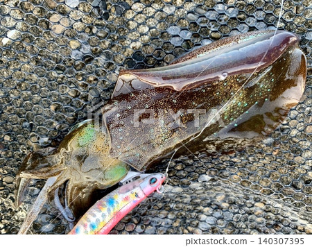 Squid caught at the fishing port Squid caught at the fishing port 140307395