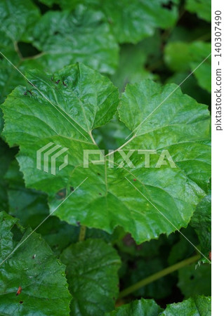 A close-up of large, lush green butterbur leaves growing in nature. 140307490