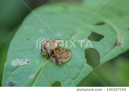 Yotsu Monkey Beetle 140307599