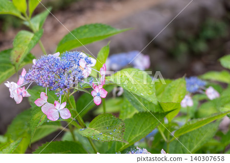 雨後的紫色繡球花,展現了日本雨季的景象。 雨後的紫色繡球花,展現了日本雨季的景象。 140307658