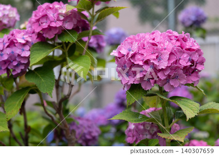 The reddish-purple hydrangea blossoms after the rain, a scene from Japan's rainy season. The reddish-purple hydrangea blossoms after the rain, a scene from Japan's rainy season. 140307659